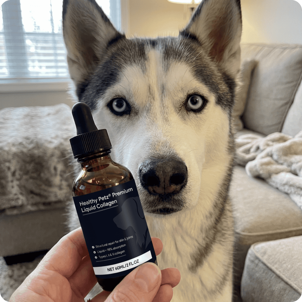 Healthy Petz Premium Liquid Collagen held in front of a husky at home