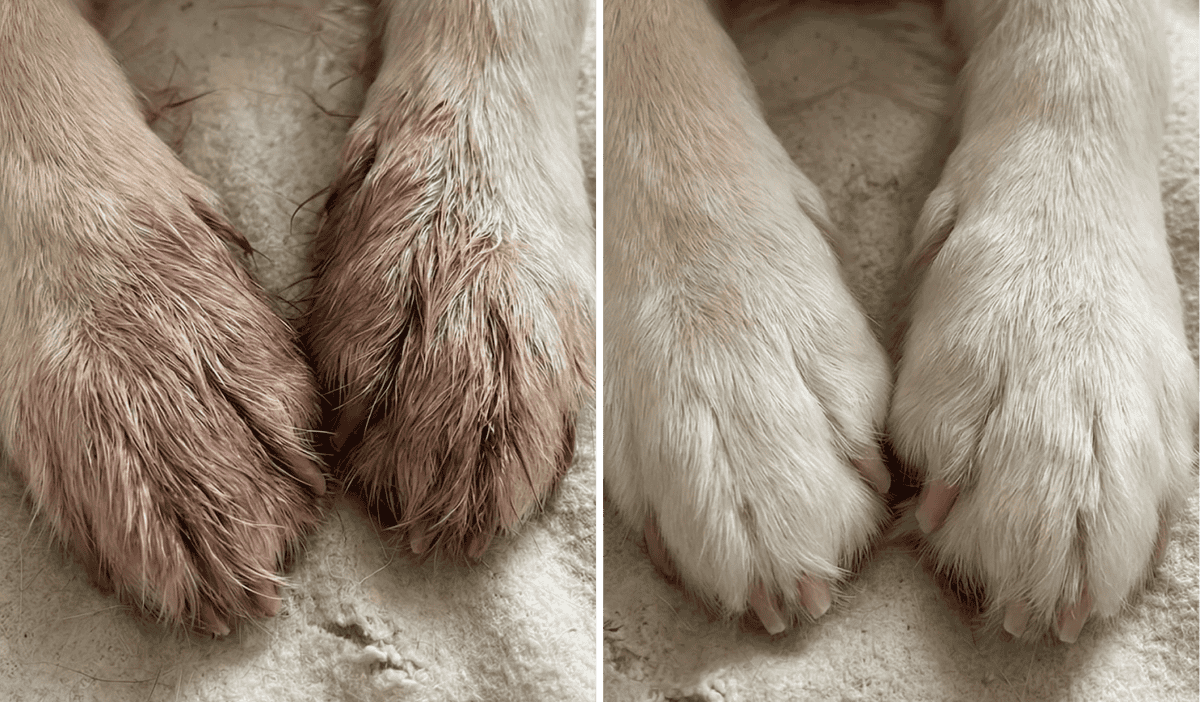 Before and after of stained dog paws versus clean paws