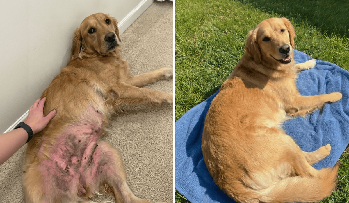 Before irritated belly skin, after a fuller golden coat
