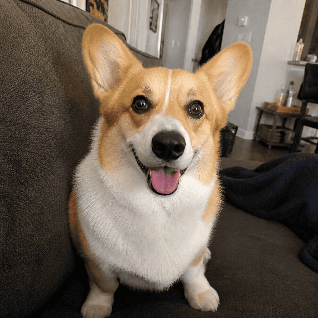 Corgi on a couch