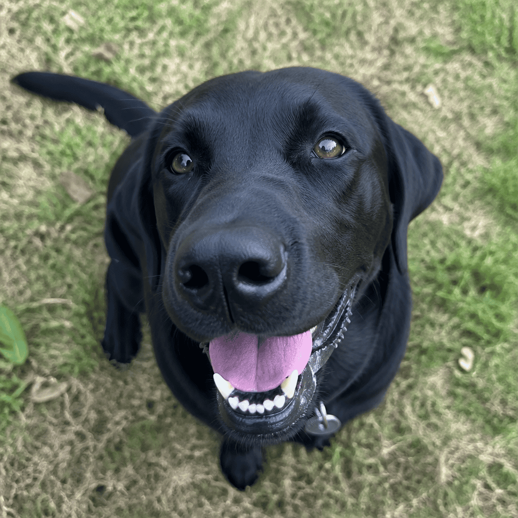 Black lab outdoors