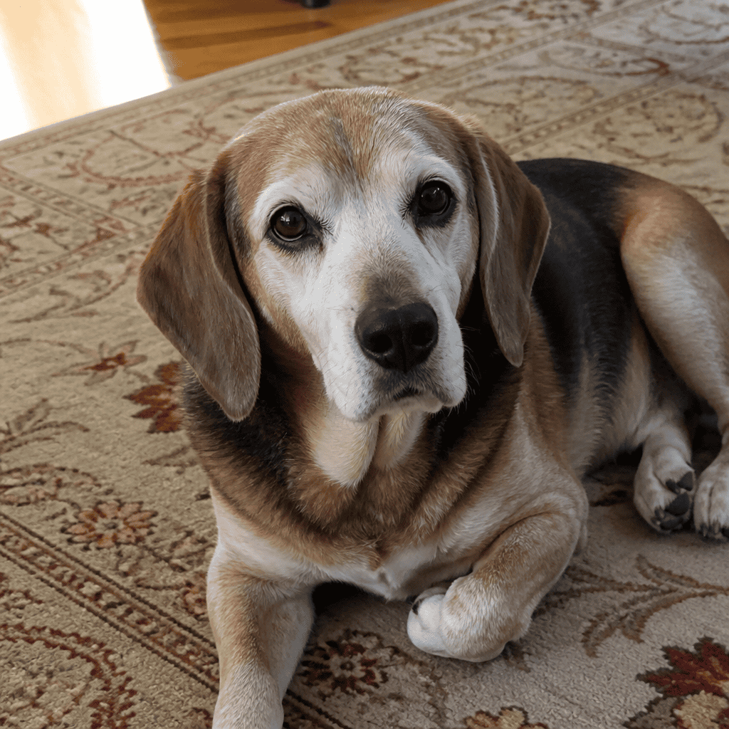 Senior beagle on a rug