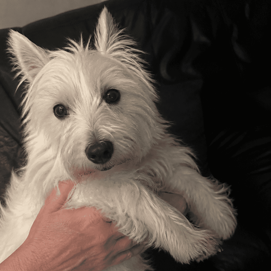 Small white terrier