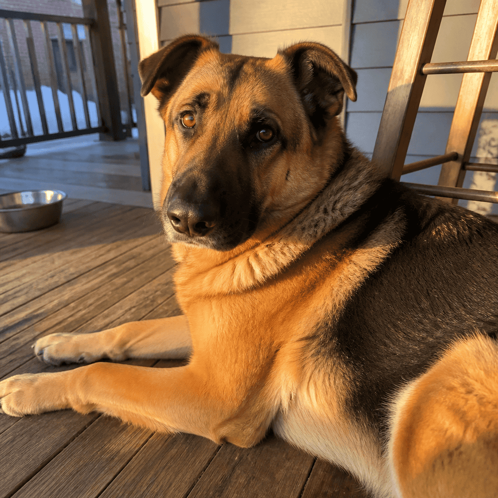 Shepherd mix on a porch
